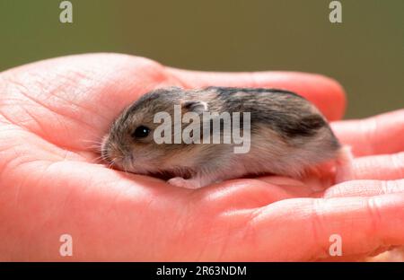 Siberian young mouse 