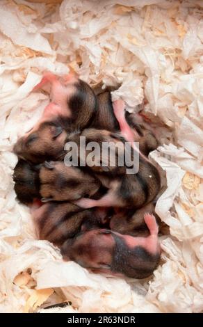 Young djungarian hamster (Phodopus sungorus), 9 days, in nest, Siberian hamster, Russian hamster Stock Photo