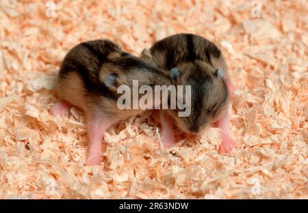 Young djungarian hamster (Phodopus sungorus), 10 days, Siberian hamster, Russian hamster Stock Photo