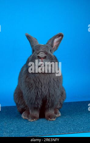 Domestic rabbit, Blue wiener Stock Photo - Alamy