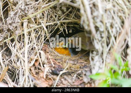 European robin Erithacus rubecula, adult pair, male feeding caterpillars to female as she sits on nest, Suffolk, England, May Stock Photo