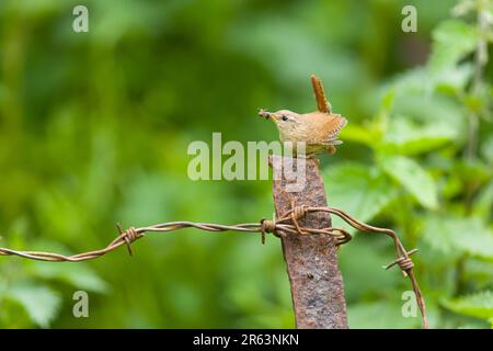 Eurasian wren Troglodytes troglodytes, adult perched on post with food for chicks in beak, Suffolk, England, May Stock Photo