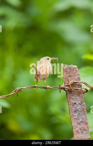 Eurasian wren Troglodytes troglodytes, adult perched on barbed wire with spider in beak, Suffolk, England, May Stock Photo