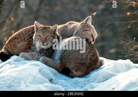 European lynx (Lynx lynx), mutual grooming, eurasian (Felis lynx) lynxes Stock Photo