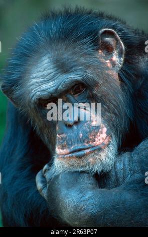 Common chimpanzee (Pan troglodytes), male Stock Photo