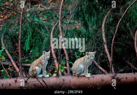 Eurasian lynx (Lynx lynx), Young Lynx (European) (animals) (mammals) (mammals) (predators) (beasts of prey) (feline) (Europe) (young) (tree trunk) Stock Photo