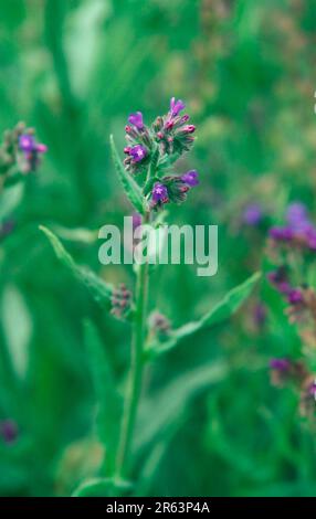 Alkanet (Anchusa officinalis), Gemeine Ochsenzunge, [Europa, europe, Pflanzen, plants, Raublattgewaechse, Boraginaceae, Heilkraeuter, medicinal Stock Photo