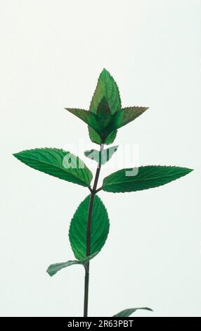 Peppermint (Labiatae) (Mentha x piperita) (Europe) (Plants) (Spice plants) (Potted herbs) (Medicinal herbs) (Clipping) (Leaf) (Foliage) (Inside) Stock Photo