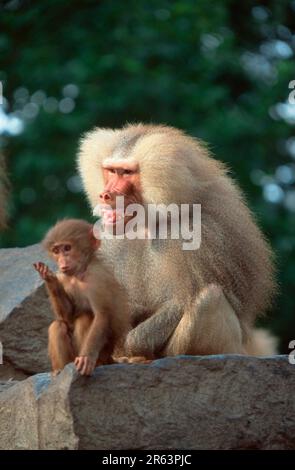 Hamadryas baboon (Papio hamadryas), male and young, threatening gesture Stock Photo