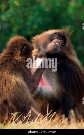 Gelada Baboons (Theropithecus gelada), pair, grooming Stock Photo