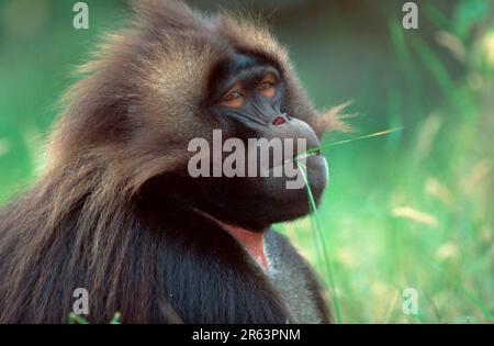 Djelada, male, gelada baboon (Theropithecus gelada) Stock Photo