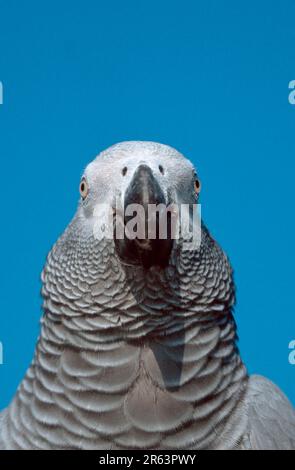 Grey Parrot, congo african gray parrot (Psittacus erithacus erithacus) (Africa) (animals) (bird) (birds) (parrots) (parrots) (pet) (pet) (outside) Stock Photo