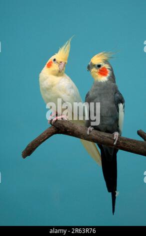 Cockatiels (Nymphicus hollandicus), pair Stock Photo - Alamy