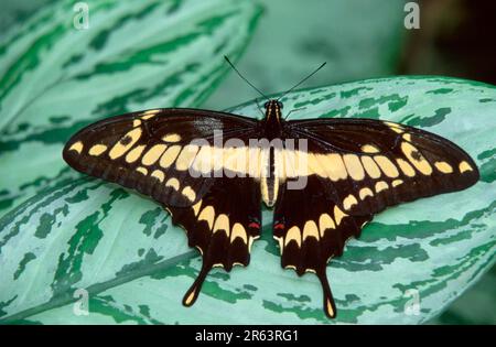 King swallowtail (Papilio thoas) Stock Photo