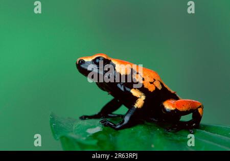 Splash-Backed Poison Arrow Frog (Dendrobates galactonotus) Stock Photo