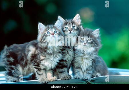 Norwegian Forest Cat, kitten, 10 weeks Stock Photo