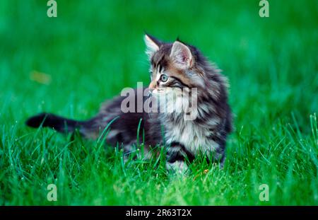 Norwegian Forest Cat, kitten, 10 weeks Stock Photo
