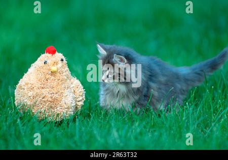 Norwegian Forest Cat, kitten, 10 weeks Stock Photo