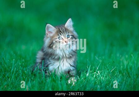 Norwegian Forest Cat, kitten, 10 weeks Stock Photo