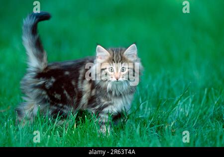 Norwegian Forest Cat, kitten, 10 weeks Stock Photo