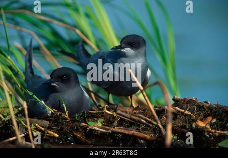Black tern (Chlidonias niger), pair at nest, Netherlands Stock Photo
