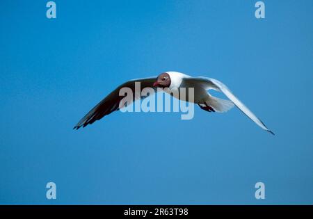 Black-headed gull (Larus ridibundus), Texel, Netherlands Stock Photo
