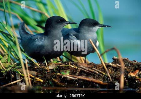 Black Terns (Chlidonias niger), pair at nest, Netherlands Stock Photo