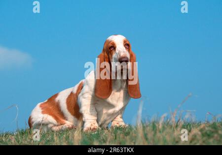 Basset Hound, lemon-white, lemon-white (animals) (mammals) (mammals) (domestic dog) (domestic animal) (pet) (outside) (outdoor) (meadow) (sideways) Stock Photo