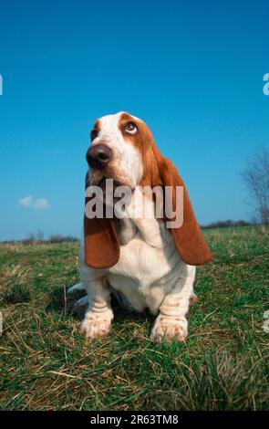 Basset Hound, lemon-white, lemon-white (animals) (mammals) (mammals) (domestic dog) (domestic animal) (pet) (outside) (outdoor) (frontal) (head-on) Stock Photo