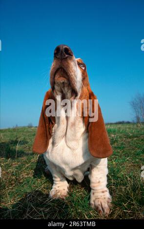 Basset Hound, lemon-white, lemon-white (animals) (mammals) (mammals) (domestic dog) (domestic animal) (pet) (outside) (outdoor) (frontal) (head-on) Stock Photo