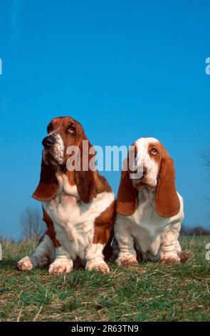Basset Hounds, tricolored and lemon-white, tricolored and lemon-white (animals) (mammals) (mammals) (domestic dog) (domestic animal) (pet) (Great Stock Photo