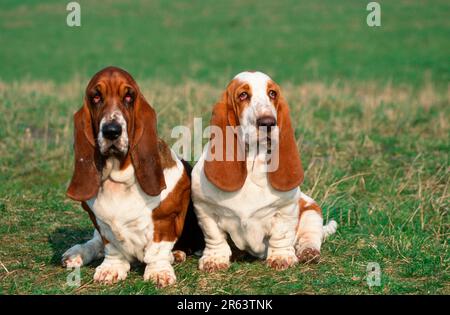 Basset Hounds, tricolored and lemon-white, tricolor and lemon-white (animals) (mammals) (mammals) (domestic dog) (pet) (pet) (outside) (outdoor) Stock Photo