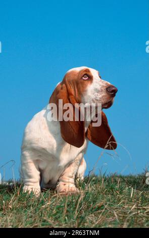 Basset Hound, lemon-white, lemon-white (animals) (mammals) (mammals) (domestic dog) (domestic animal) (pet) (outside) (outdoor) (meadow) (frontal) Stock Photo