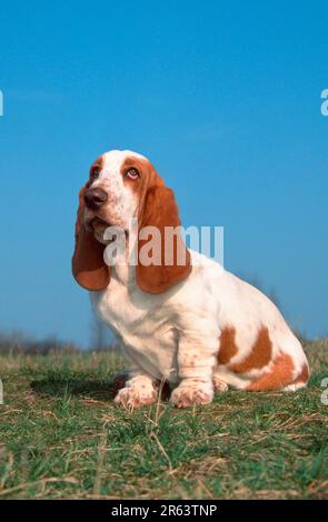Basset Hound, lemon-white, lemon-white (animals) (mammals) (mammals) (domestic dog) (domestic animal) (pet) (outside) (outdoor) (side) (meadow) (sit) Stock Photo