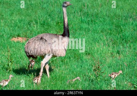 American Rhea (Rhea americana), male with chicks Stock Photo