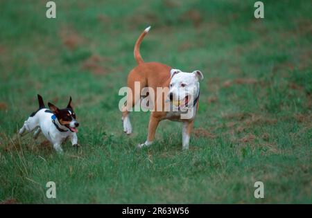 American staffordshire fashion terrier jack rus terrier