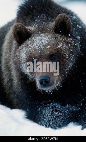 European brown bear (Ursus arctos), young Stock Photo