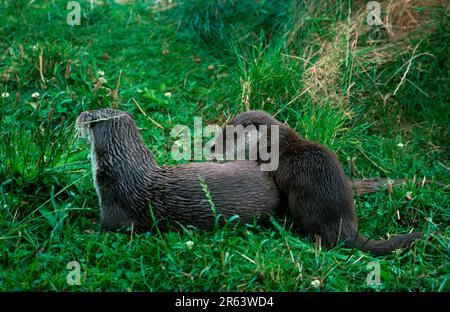 European european otter (Lutra lutra), female with young, river otter Stock Photo