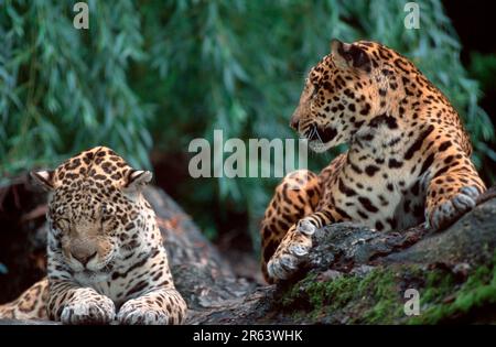 Jaguars (Panthera onca), pair Stock Photo