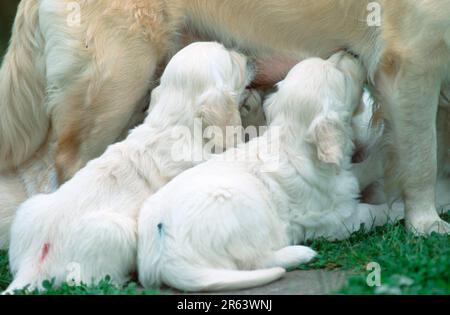 Golden Retriever, drinking puppies, 7 weeks old, drinking puppies, 7 weeks old (mammals) (animals) (domestic dog) (pet) (outside) (outdoor) (from Stock Photo