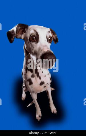 Dalmatian, animals, mammals, domestic dog, pet, indoor, studio, top view, black and white, sitting, adult, vertical, humour, cut-out, cropped Stock Photo