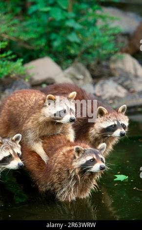 Raccoons (Procyon lotor) Stock Photo