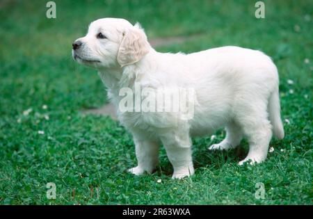 Golden Retriever, puppy, 7 weeks old, Puppy, 7 weeks old (mammals) (animals) (domestic dog) (pet) (outside) (outdoor) (meadow) (side) (standing) Stock Photo