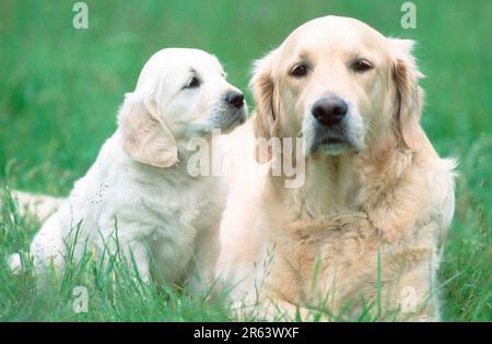 Golden Retriever with puppy, 7 weeks old, Golden Retriever with puppy, 7 weeks old (mammals) (animals) (domestic dog) (pet) (outside) (outdoor) Stock Photo