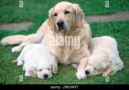 Golden Retriever and puppies, 7 weeks Stock Photo