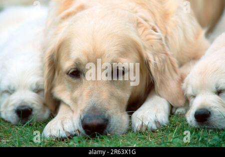 Golden Retriever and puppies, 7 weeks Stock Photo