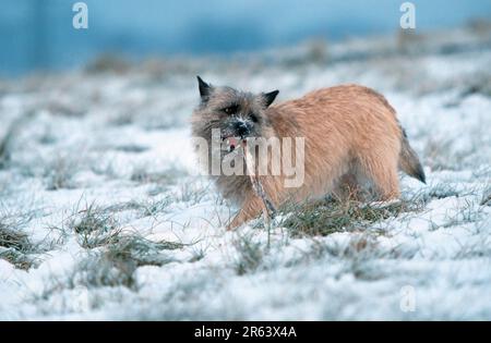 Cairn Terrier, wheaten, Cairn Terrier, wheaten (mammals) (animals) (domestic dog) (pet) (outdoor) (branch) (landscape) (horizontal) (side) (snow) Stock Photo