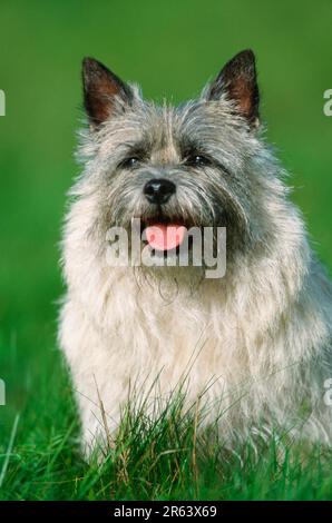 Cairn Terrier, wheaten, Cairn Terrier, wheaten (mammals) (animals) (domestic dog) (pet) (outdoor) (frontal) (head-on) (frontal) (meadow) (friendly) Stock Photo