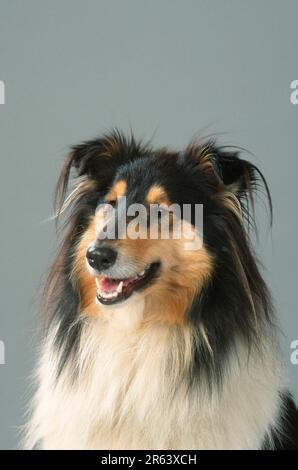 Rough Collie Stock Photo
