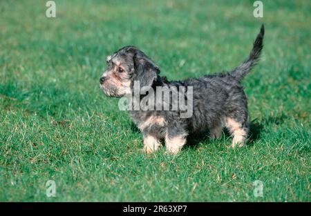 Dandie dinmont shops terrier precio